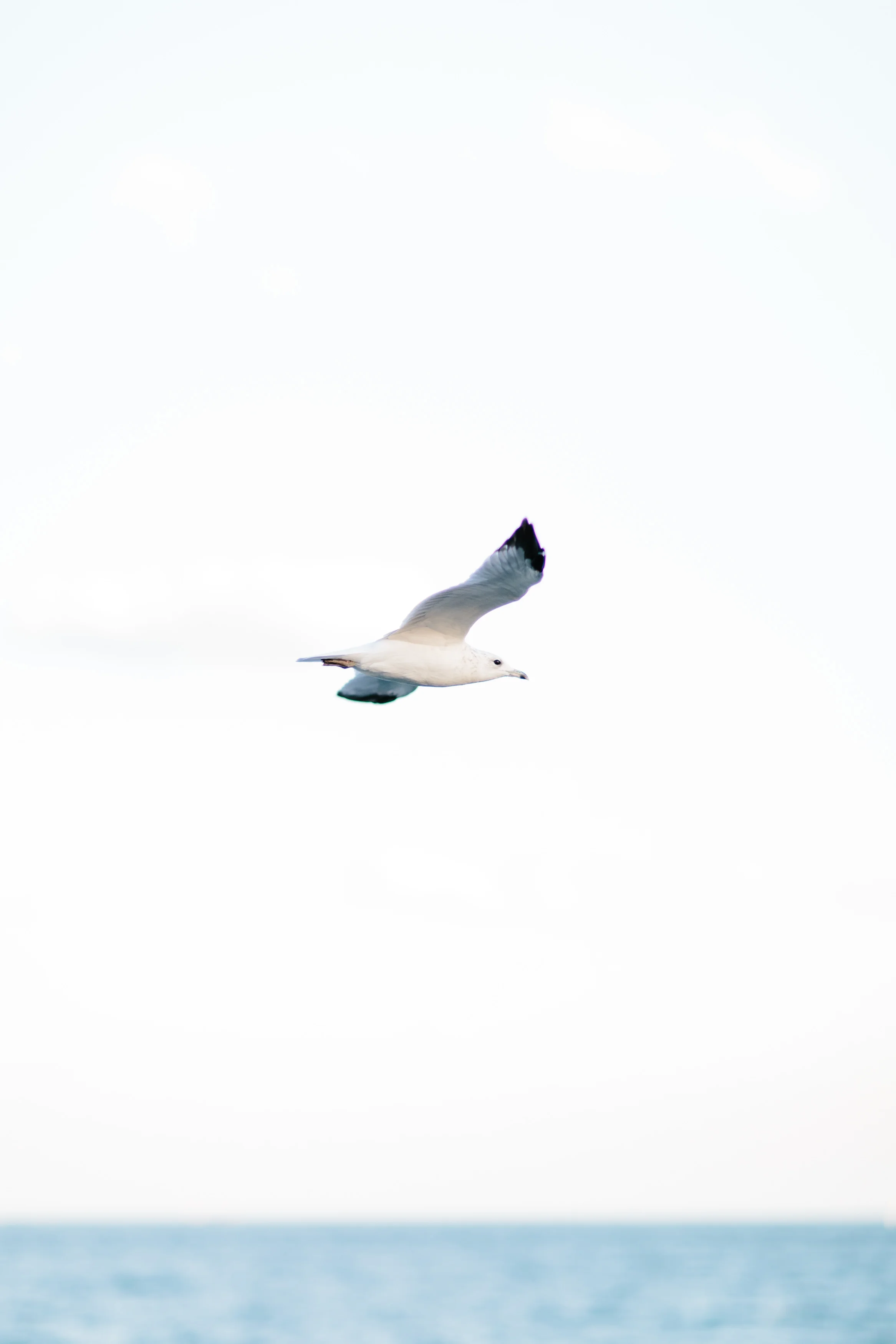Nicodem Creative-Senour Engagement-Montrose Harbor Chicago-7.jpg