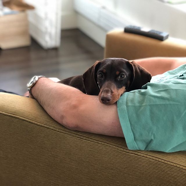 There's no spot comfier than in dad's arms 👨&zwj;👦 #freedomtaildogs #petofthemonth @dtadler
.
.
.
.
.
.
.
.
.
.
#freedomtail #dog #dogs #dogsofinsta #dogsofig #dogsofinstagram #dogwalker #pet #cute #boston #bostondogwalker #dogwalkersofinstagram #d