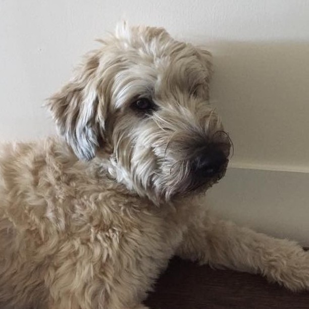 Ollie is a Wheaten Terrier - this mild-mannered breed is affectionate and playful! #freedomtaildogs
.
.
.
.
.
.
.
.
.
.
#freedomtail #dog #dogs #dogsofinsta #dogsofig #dogsofinstagram #dogwalker #pet #cute #boston #bostondogwalker #dogwalkersofinstag