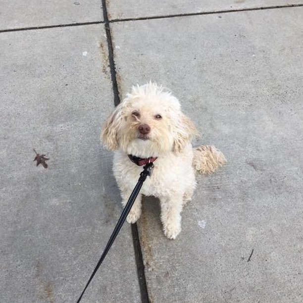 Tipper treads tamely, tip-toeing tentatively to tempt Trent's treats 🐾 #freedomtaildogs
.
.
.
.
.
.
.
.
.
.
#freedomtail #dog #dogs #dogsofinsta #dogsofig #dogsofinstagram #dogwalker #pet #cute #boston #bostondogwalker #dogwalkersofinstagram #dogsof