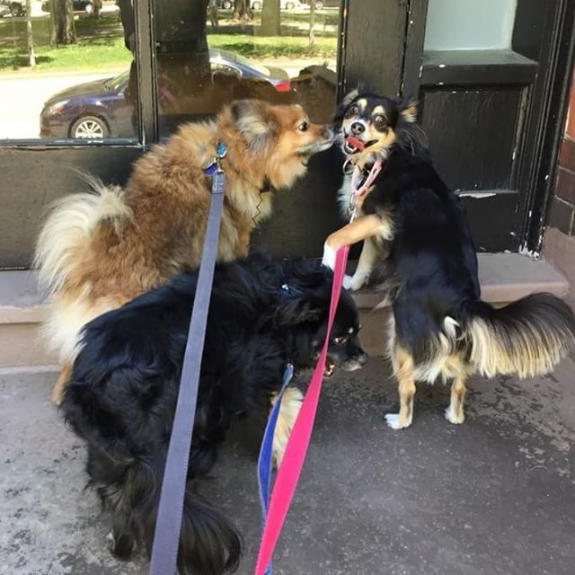 The Gang 🦁🐯🐻 #freedomtaildogs
.
.
.
.
.
.
.
.
.
.
#freedomtail #dog #dogs #dogsofinsta #dogsofig #dogsofinstagram #dogwalker #pet #cute #boston #bostondogwalker #dogwalkersofinstagram #dogsofboston #petsitter #doglover #doglovers #pets #instapet #