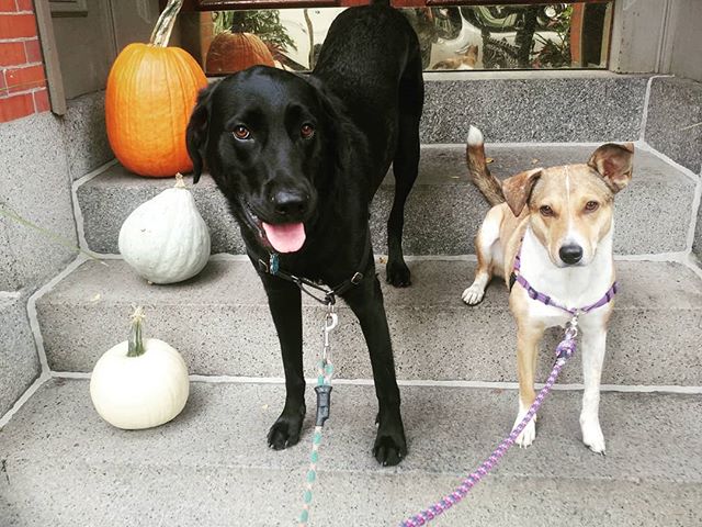 Pumpkins &amp; Pups 🎃🐶