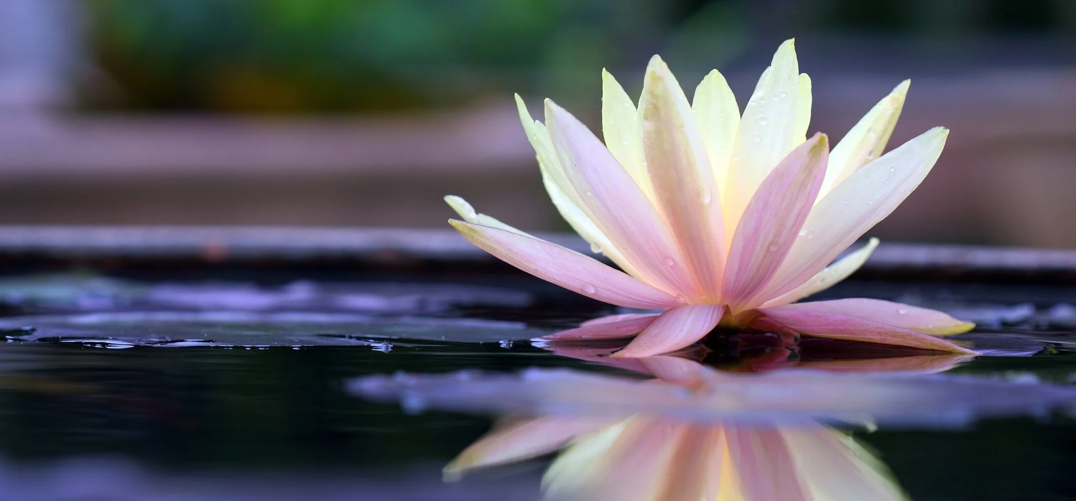 Lotus of Wisdom