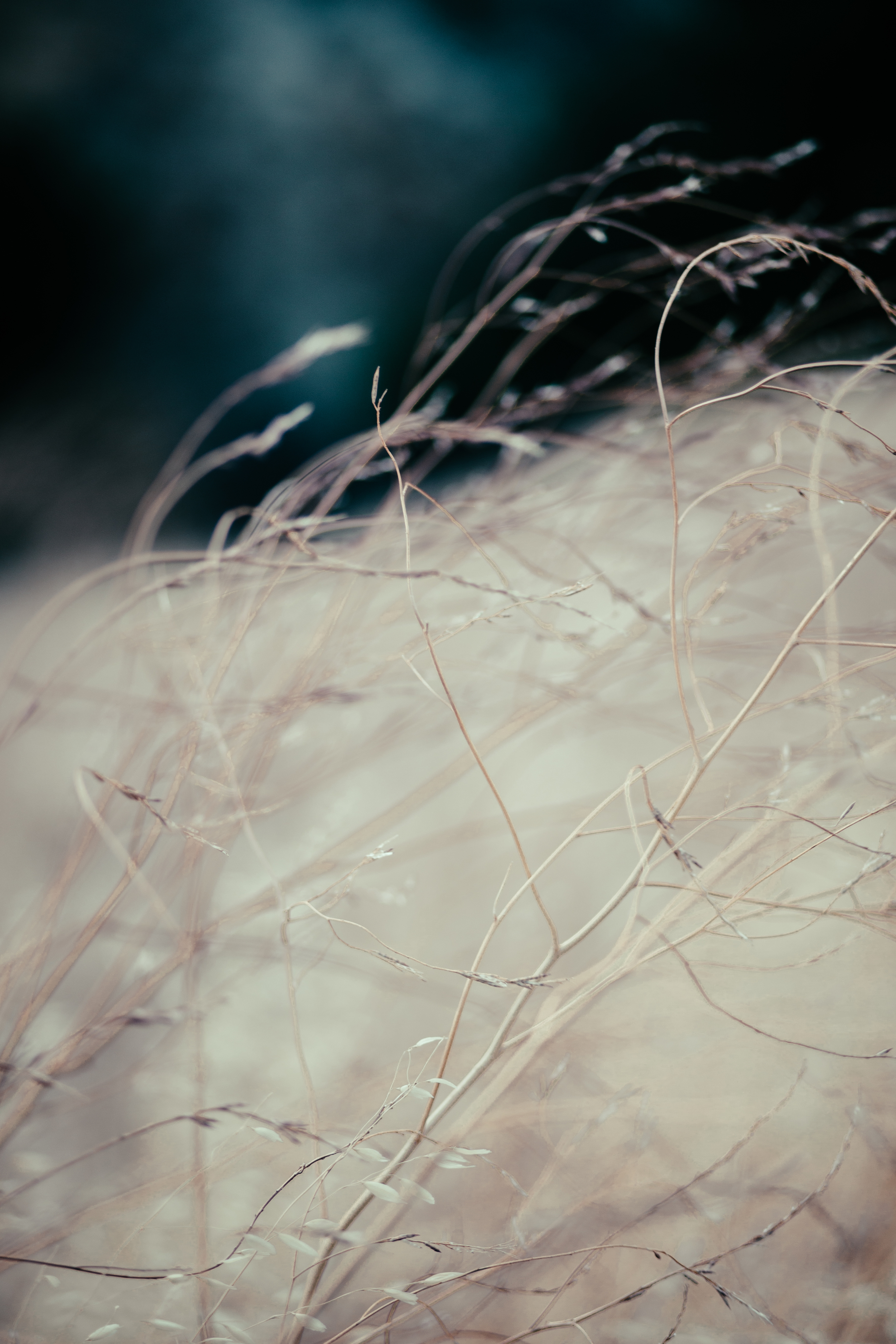 Day 205/365