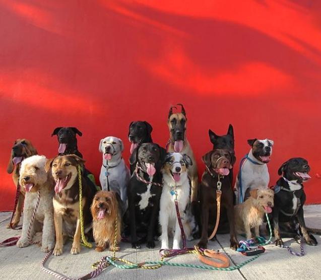 The Barkhaus : a doggie destination that gets local tails wagging