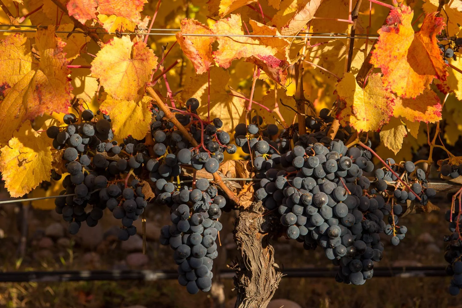 Top Argentine Wines begin with expert vineyard management