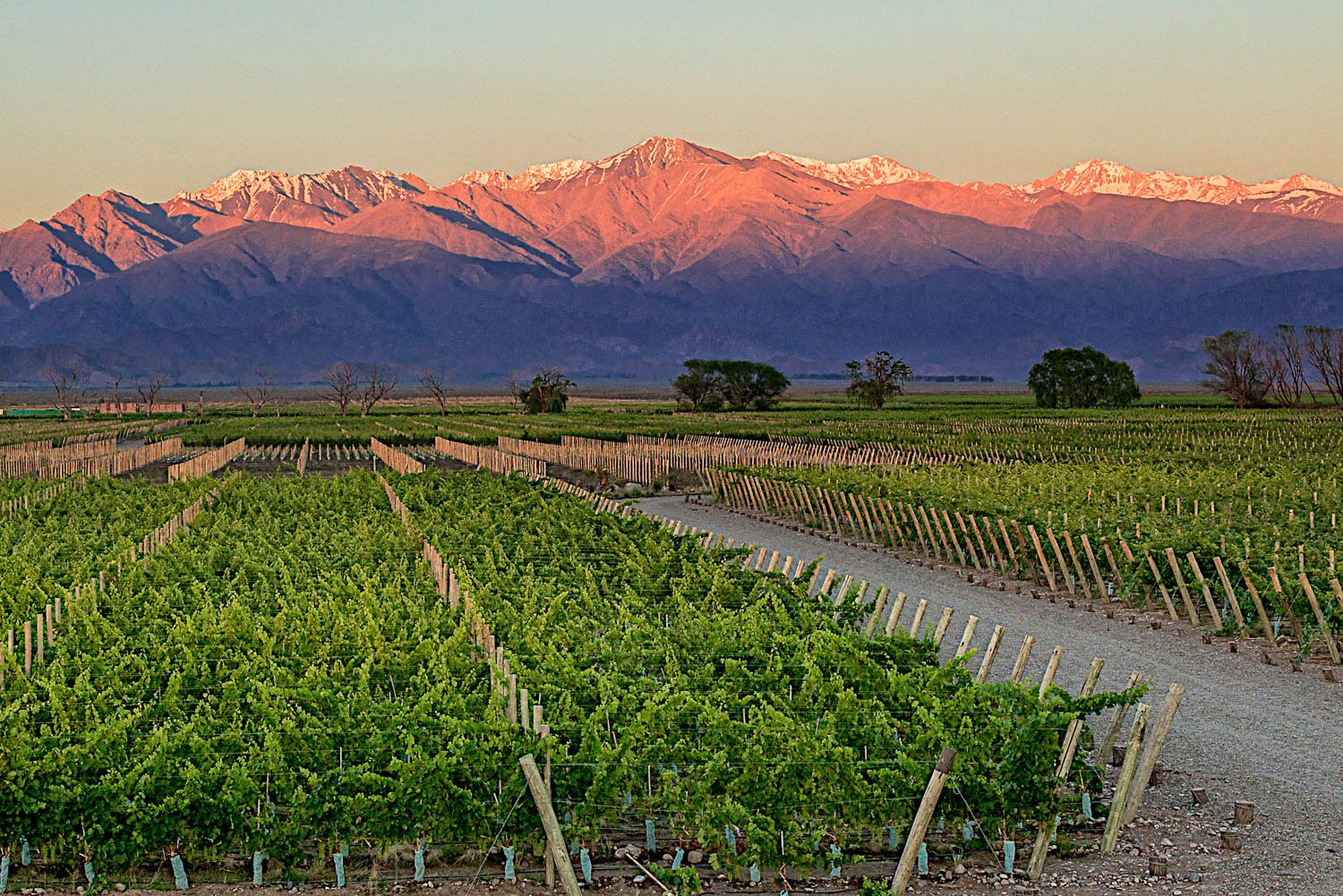 Our lush, high altitude vineyards produce award winning wines, in the Uco Valley, Mendoza Argentina