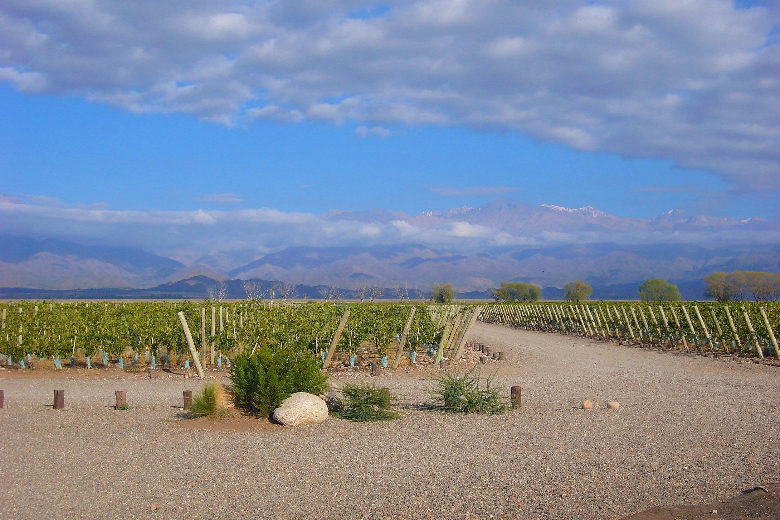 Our Vines thrive in the rocky, mineral rich soil and high-altitude sun of the Uco Valley