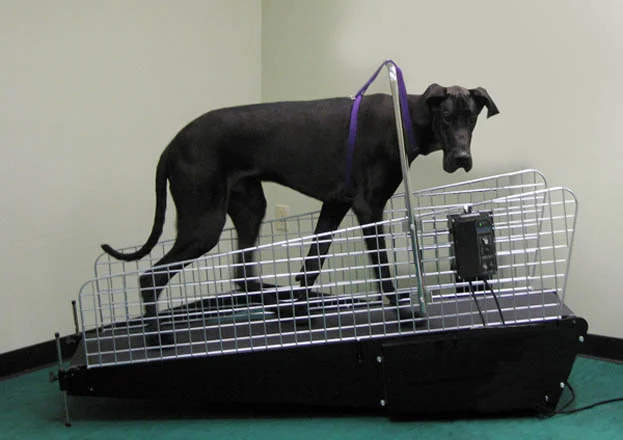 Cash, Great Dane