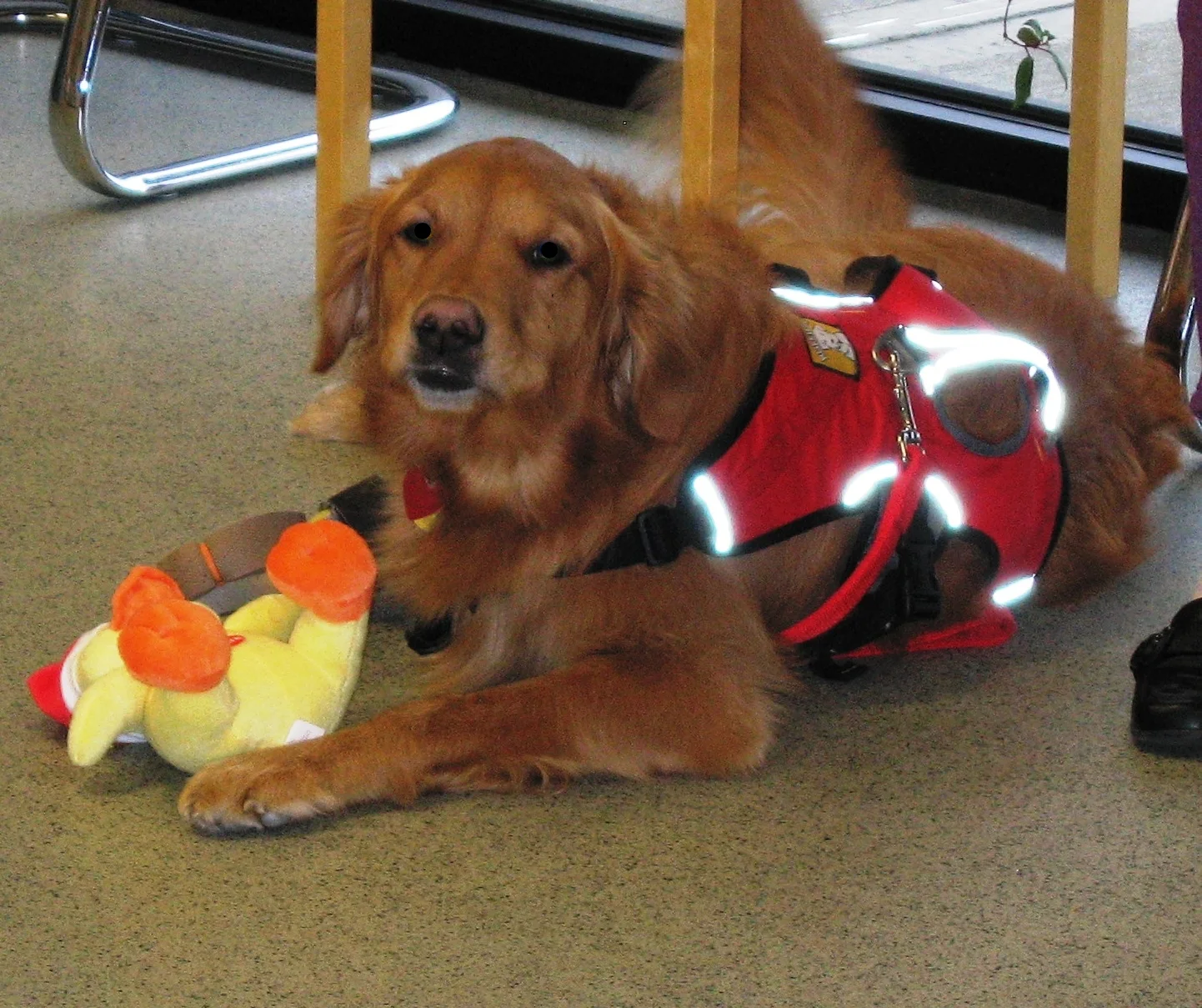 Duke Golden Bond 12-7-11b.jpg