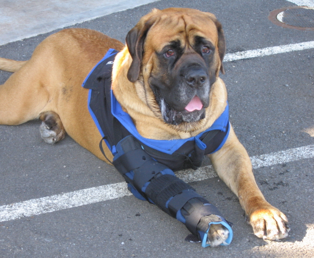 maxsplint.jpg
