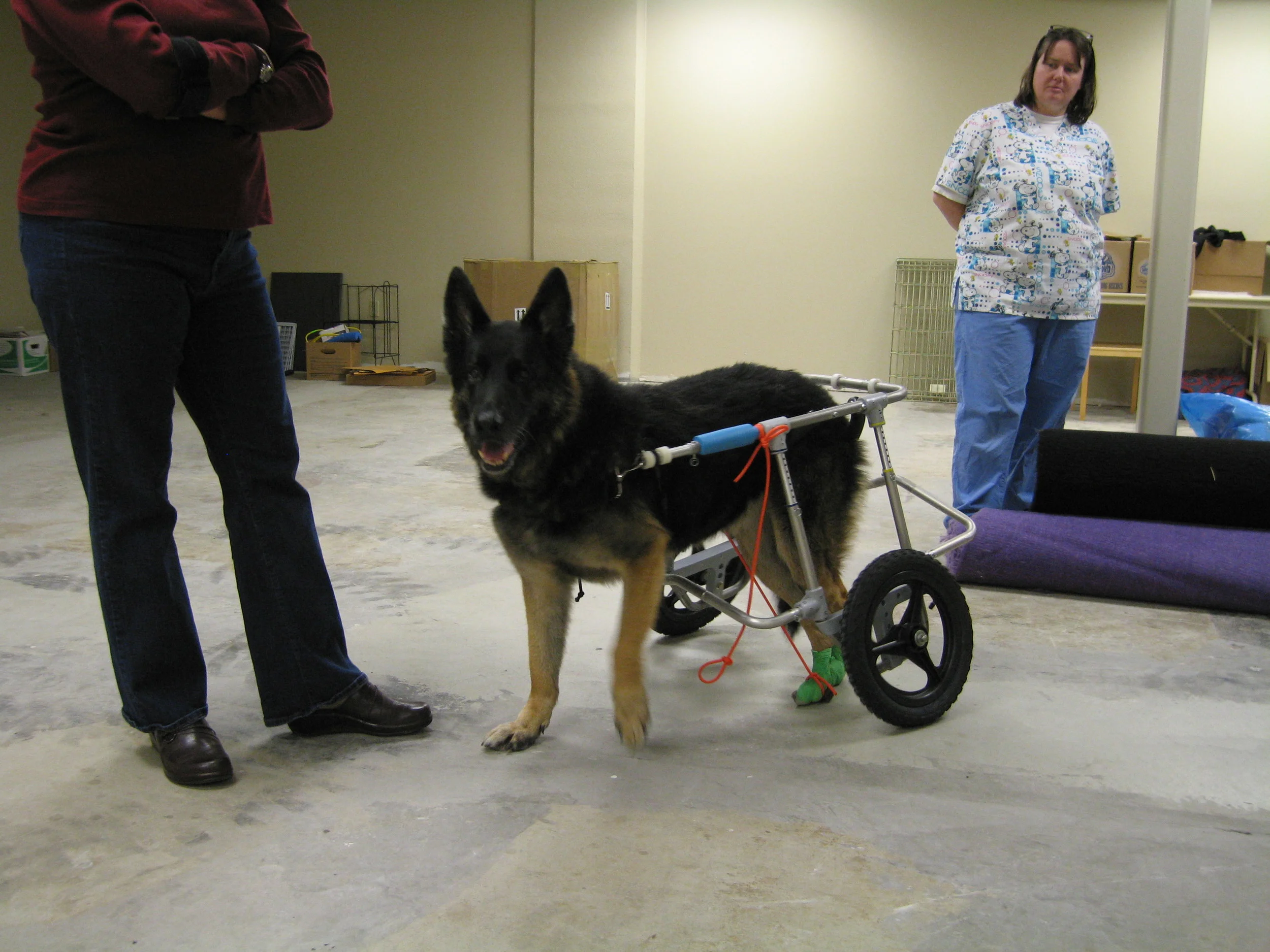 tylerTiger cart_002.JPG