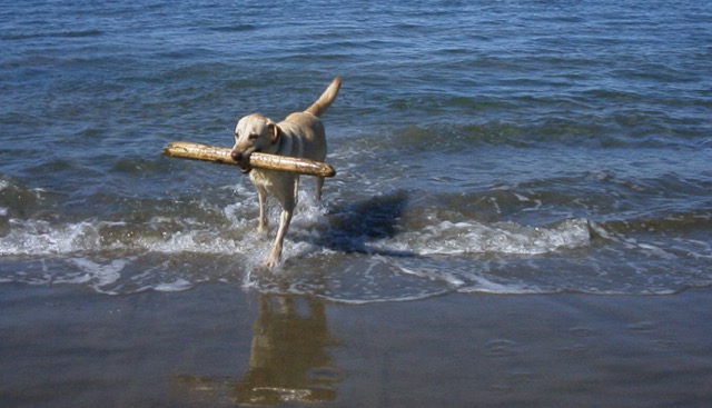 Dakota, career change guide dog
