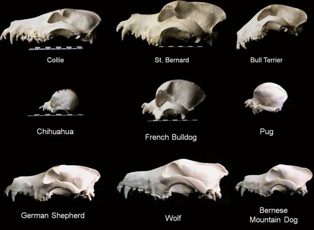 dog skull types