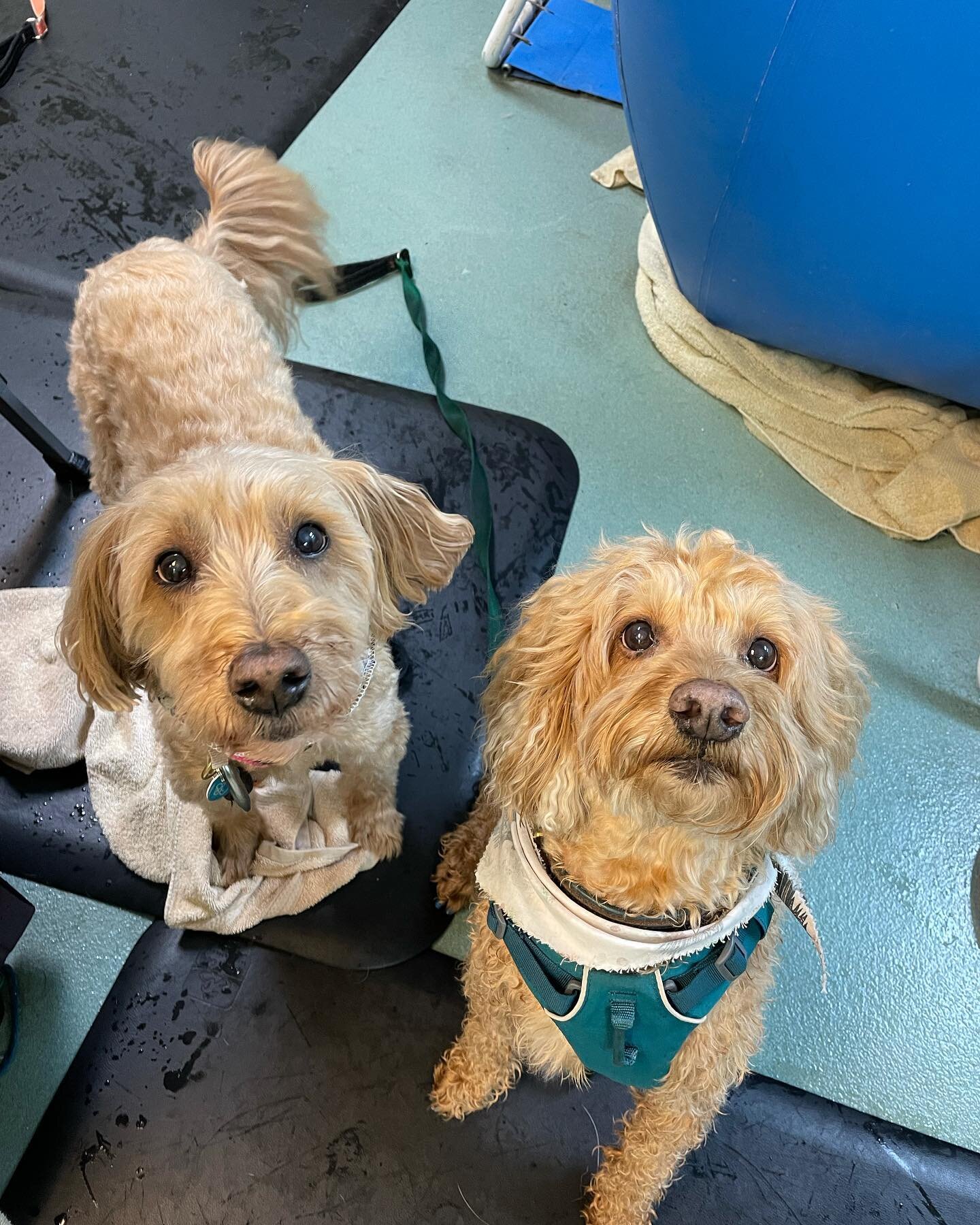 Happy Thanksgiving to you all!! 

What do you call a group of Doodles?
Mabel, Louise (not pictured) and Bennie and Brodie all hung out together yesterday to take turns in the treadmill. 

We will be closed tomorrow, Friday the 26th and will reopen on