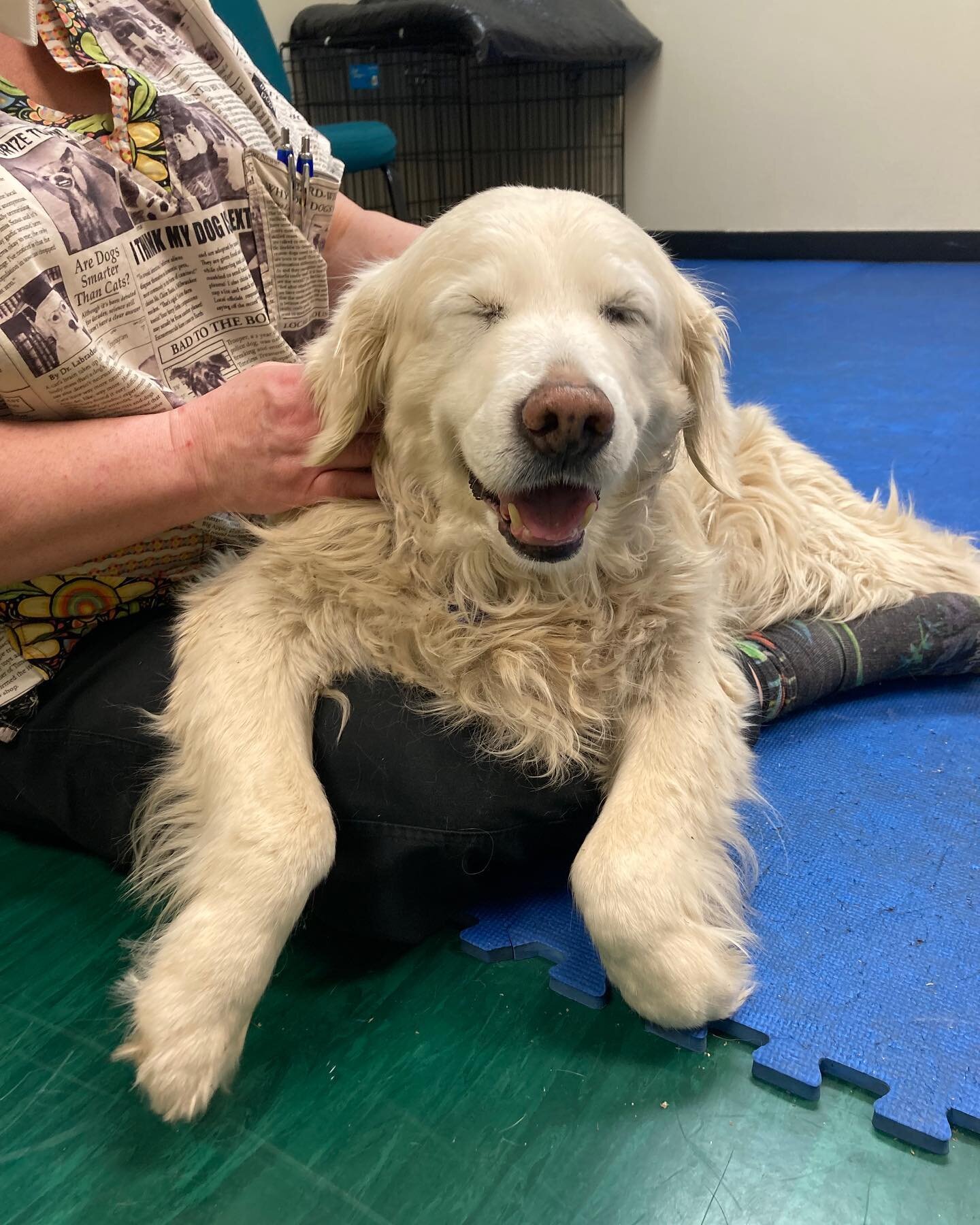 Happy St Patrick&rsquo;s Day! 🍀
While we don&rsquo;t have any dogs in costume for St. Patrick&rsquo;s Day we do have some super cute doggo pics for y&rsquo;all instead! Beginning with an owner submitted photo of Miso and her first visit with Dr. Sha