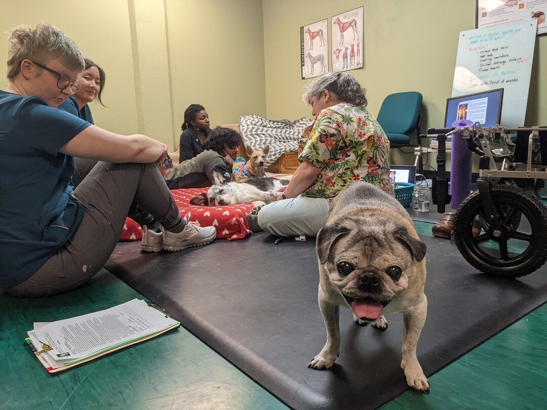 It's all paws on decks for our weekly staff training to learn about myofascial pain &amp; shockwave treatment! 🐾

How many pups can you count?