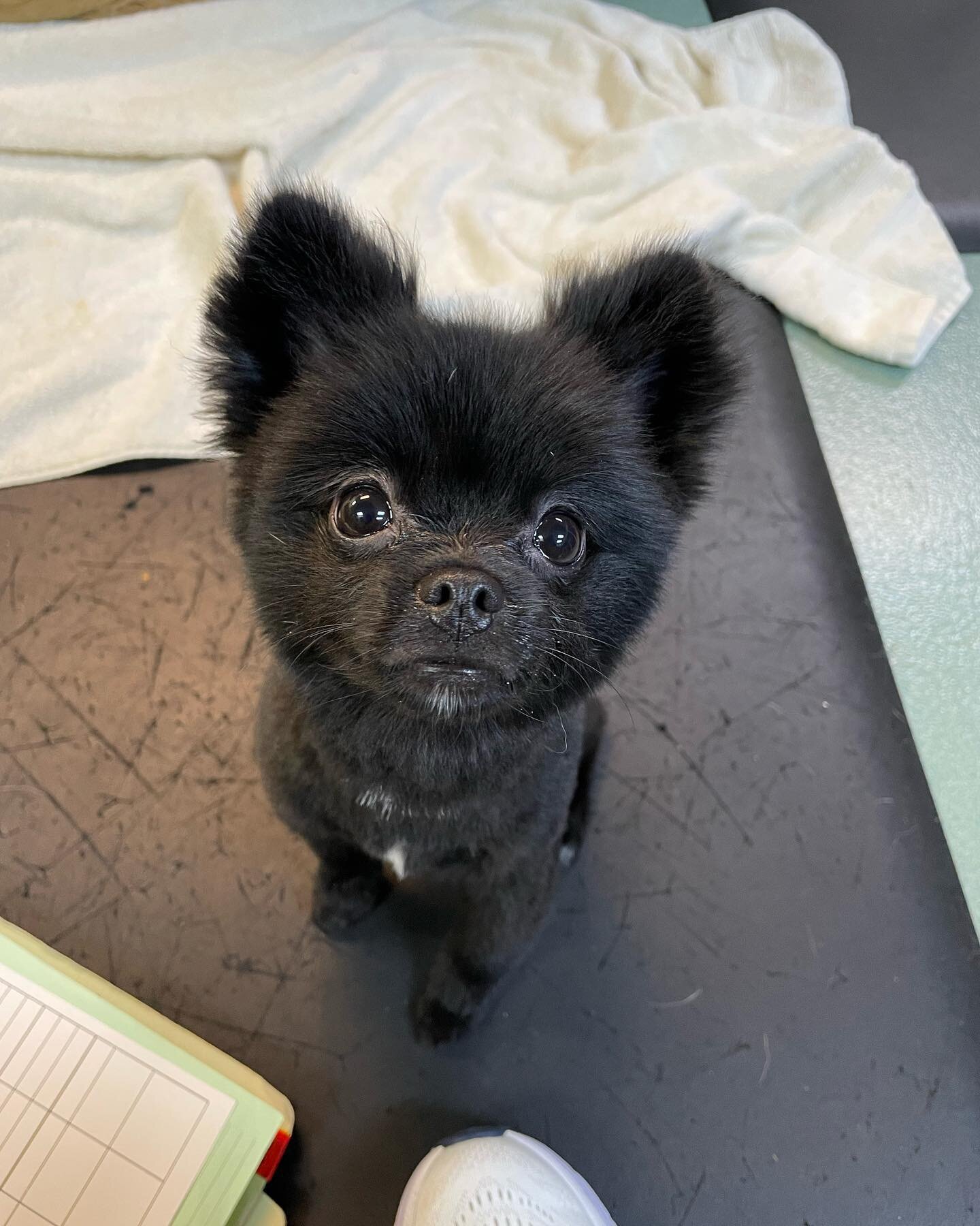 Motor says &ldquo;listen up!&rdquo; and happy July 4th weekend from us and some of our furry friends! We will be closed on Monday for the holiday and will be back open regular hours on Tuesday.

In addition we wanted to say a big Thank You to everyon