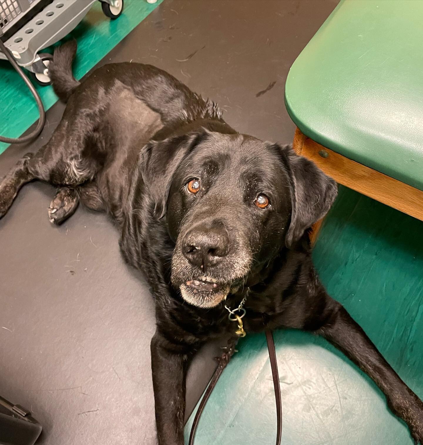 Happy International Dog Day!! (Even though EVERY day is International Dog Day isn&rsquo;t it?) Enjoy some cute snaps of some of our patients! Hope you all have a great weekend!
&bull;
&bull;
#happyinternationaldogday #dogsofinstagram #puppiesofinstag