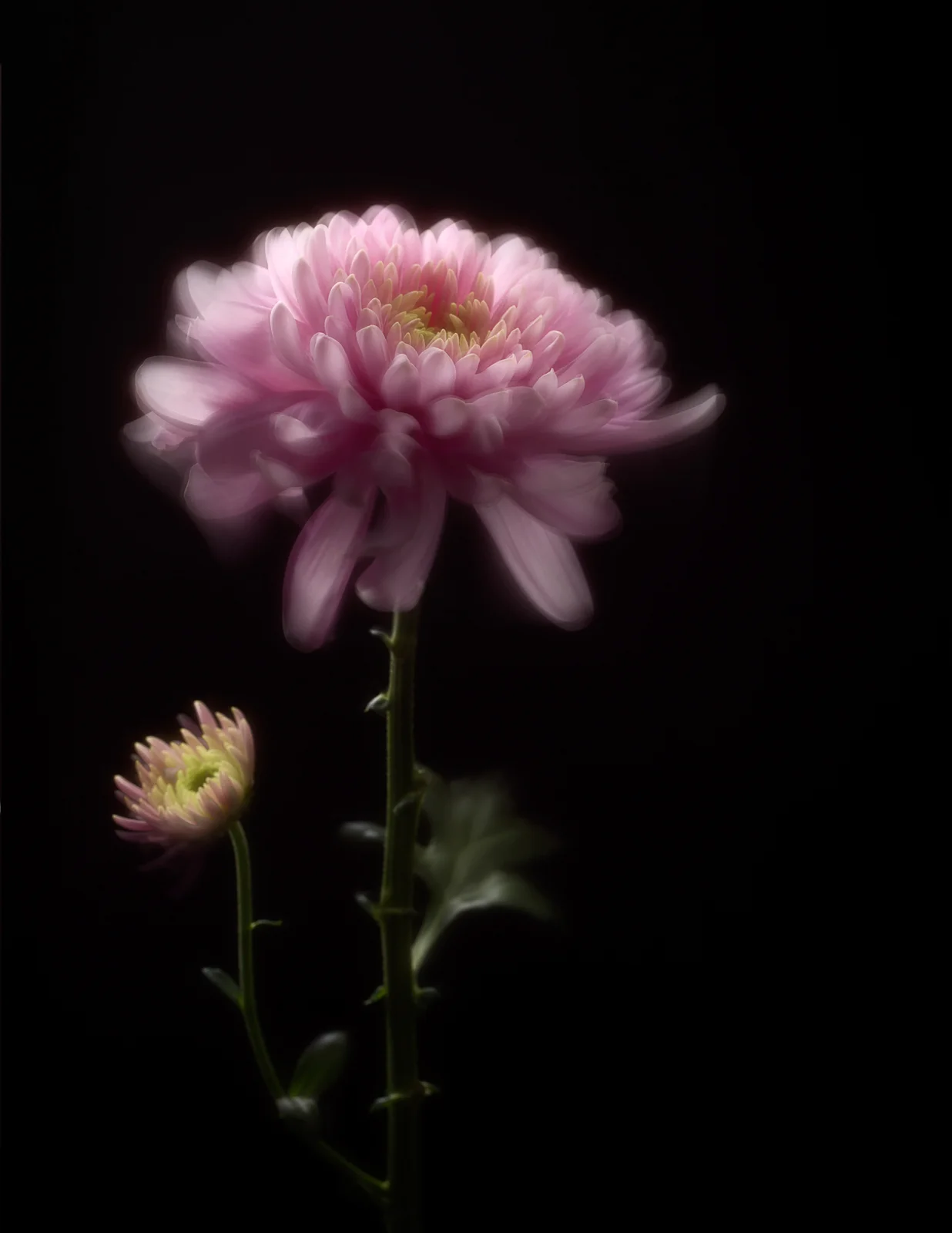 Decaying Flower_V2_with stacking.jpg