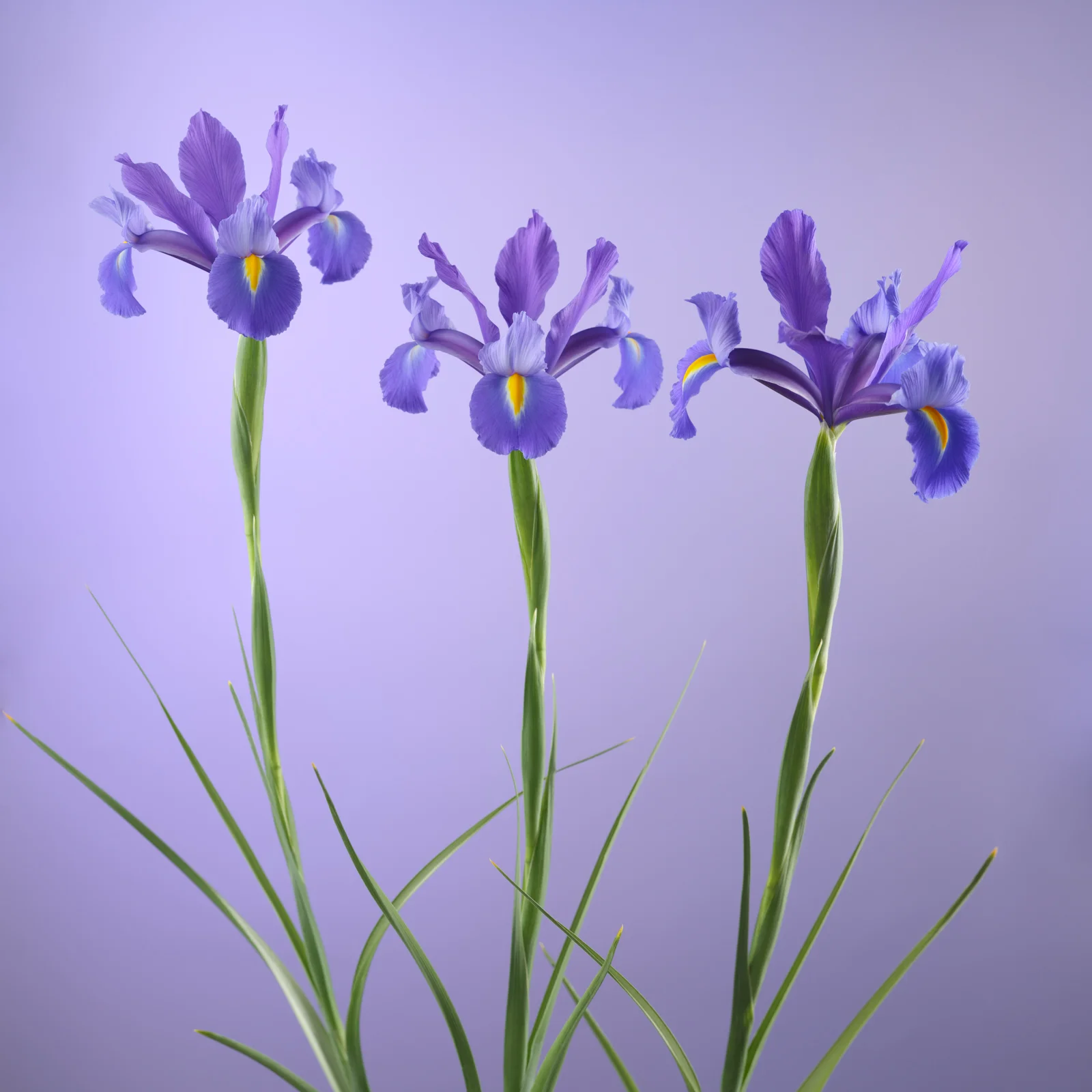 Iris.Discovery 鳶尾.紫
