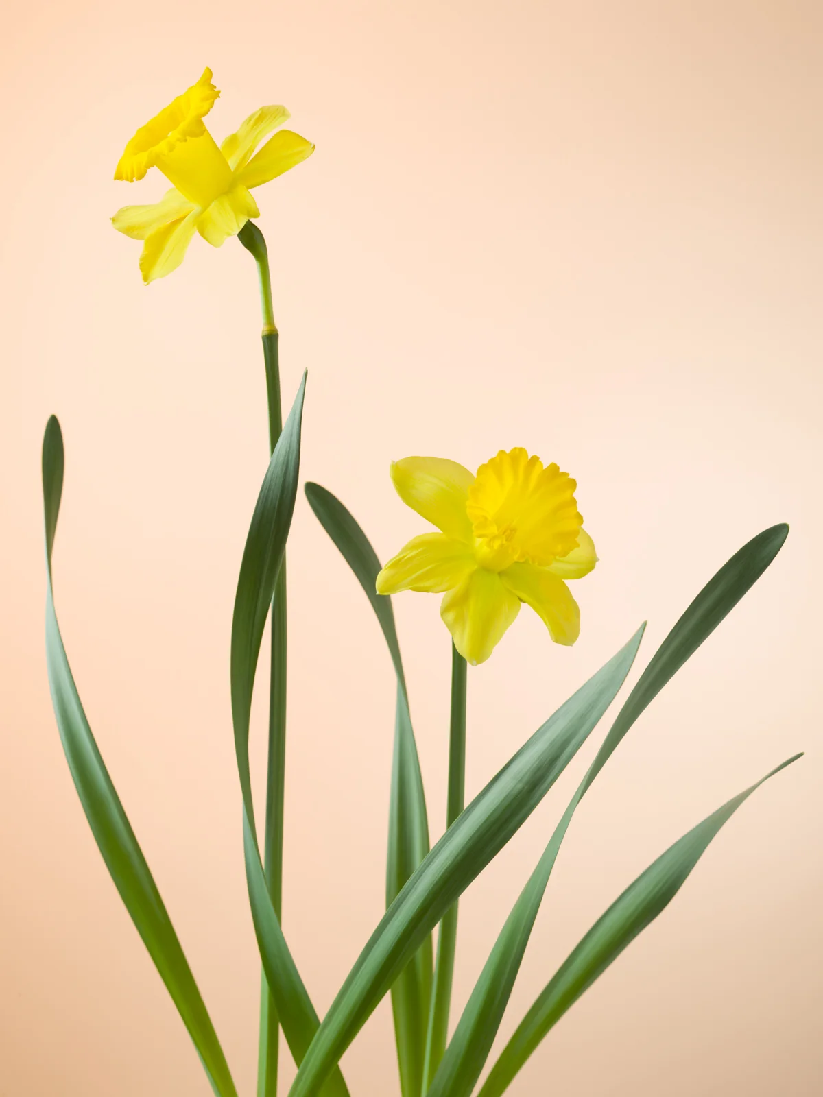 Narcissus .Dutch Master 西洋水仙.荷蘭王