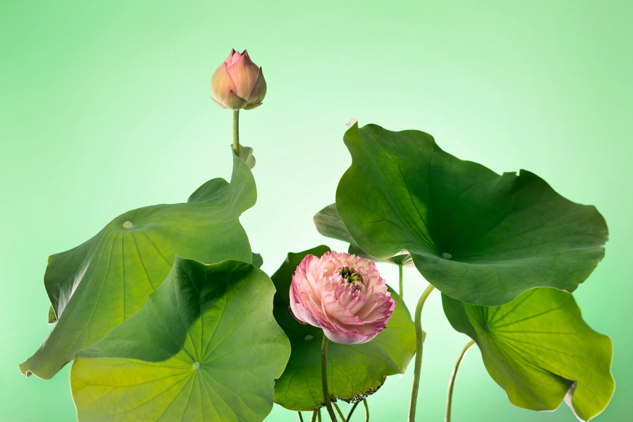 Claire Chao 攝影作品：在薄荷綠背景下盛開的粉色荷花與花苞，透過細膩的光影處理，展現如工筆畫般的植物靜物構圖與高級影像質感。