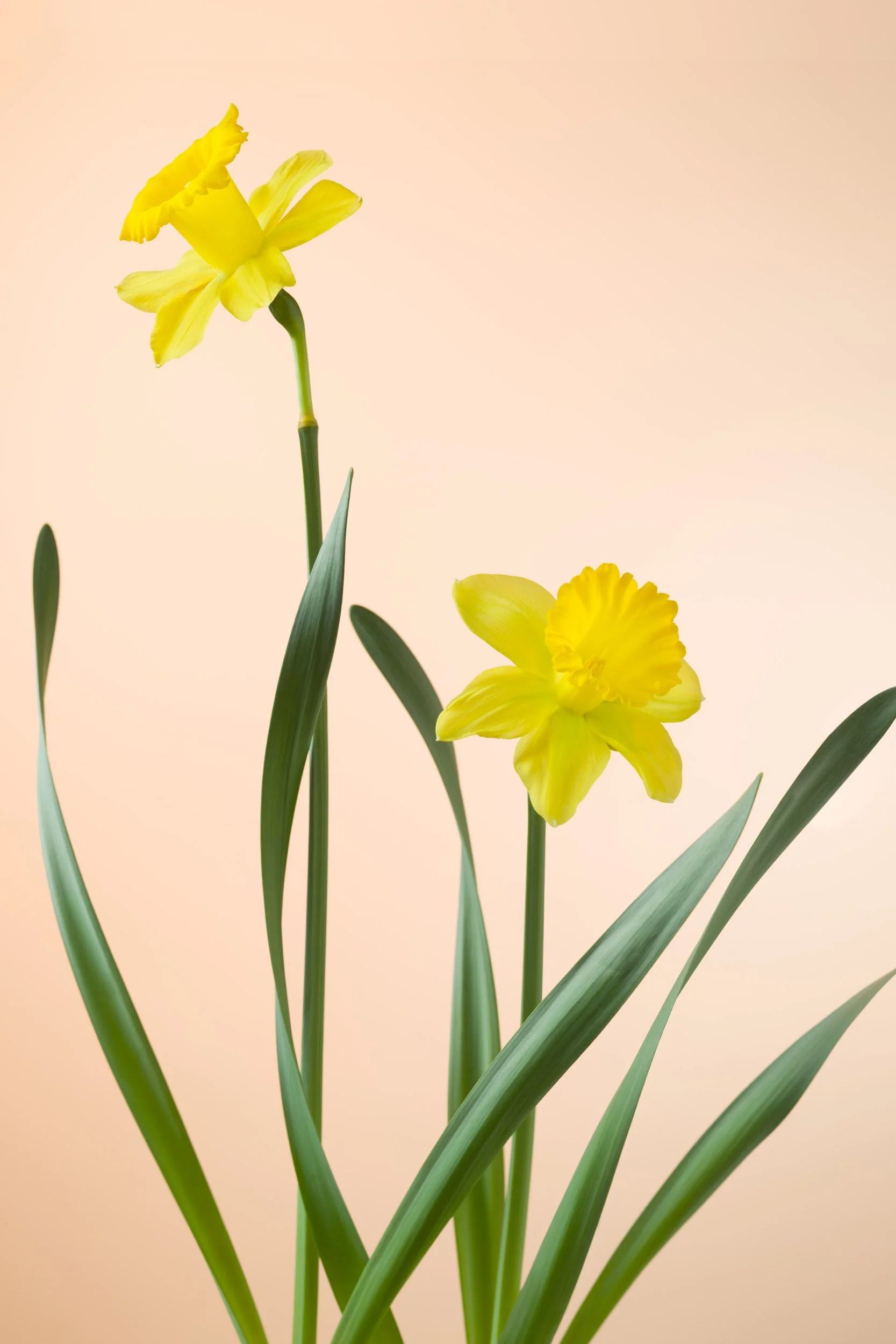 攝影藝術家趙湘瑋的《植物肖像》系列：暖色調背景襯托下的黃色水仙花，以高低錯落的姿態探索時間的詩意敘事，呈現金屬照片特有的色彩深度。