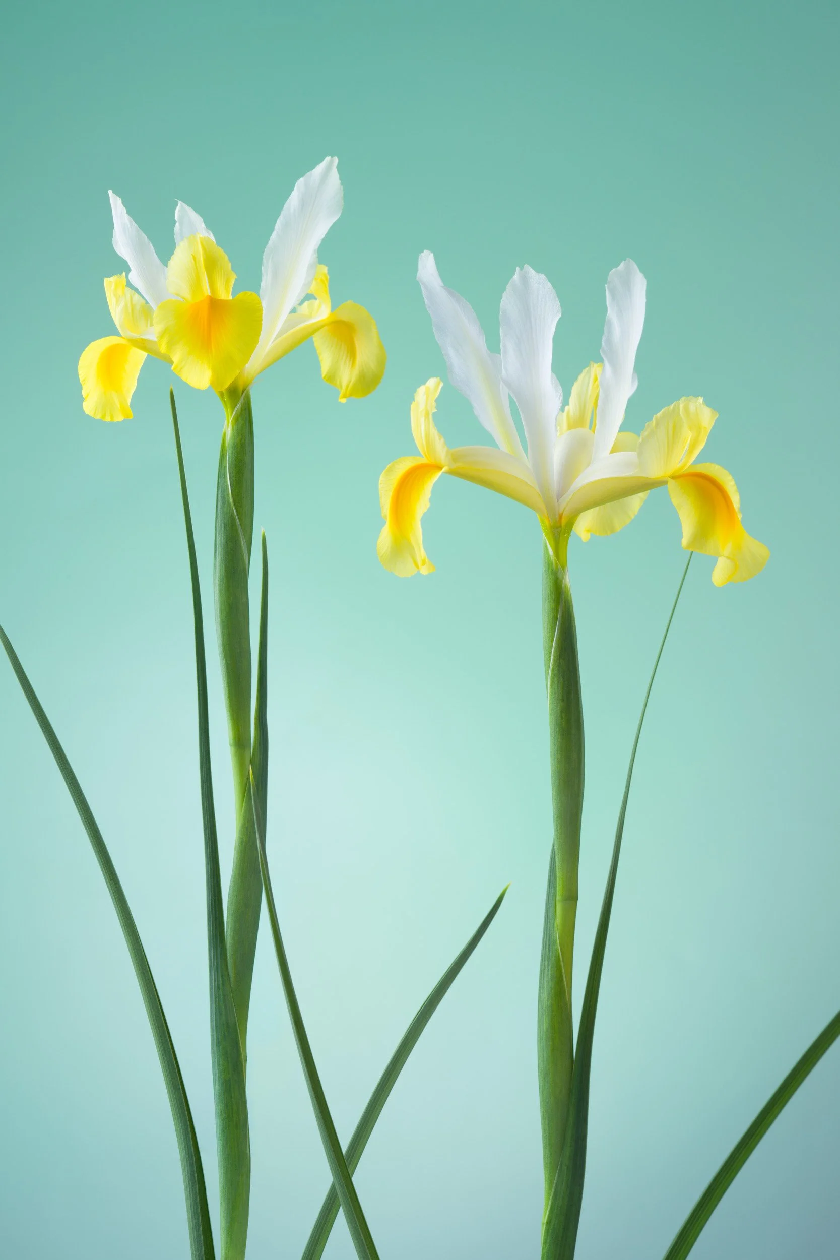 攝影藝術家趙湘瑋的作品：在柔和的青藍色背景前，兩株黃白相間的鳶尾花優雅挺立，展現如精緻肖像般的植物肌理，適合製作為通透感十足的金屬照片。