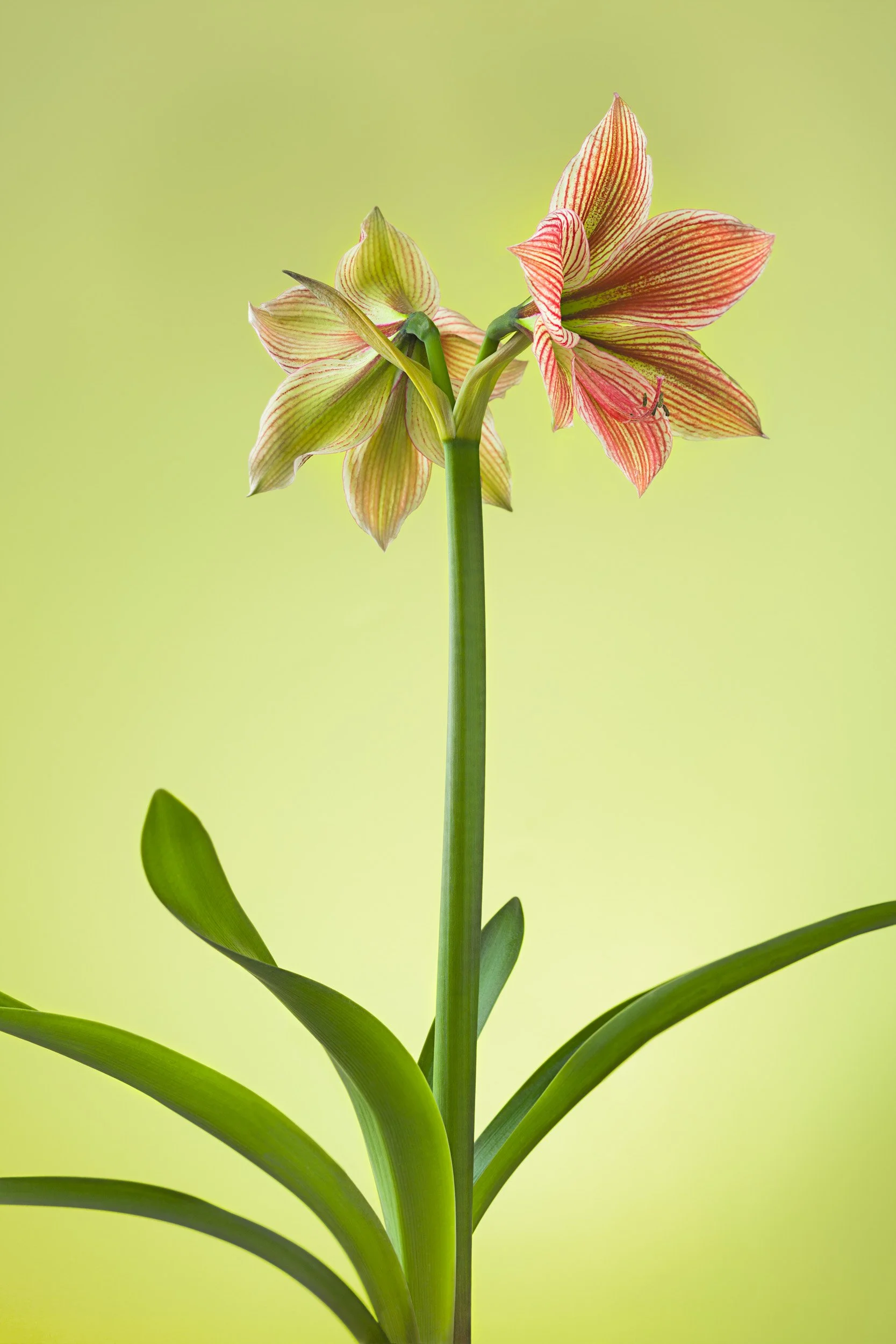 Claire Chao 的《植物肖像》：萊姆綠背景前的條紋孤挺花，以細緻的構圖探索靜物攝影中的立體感，展現創作者對影像載體保存性的極致要求