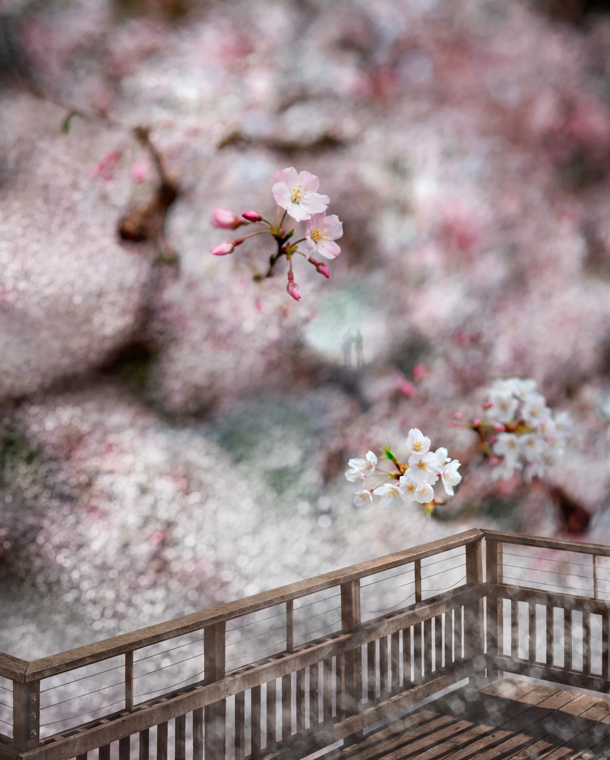 The First Glimpse | 2025