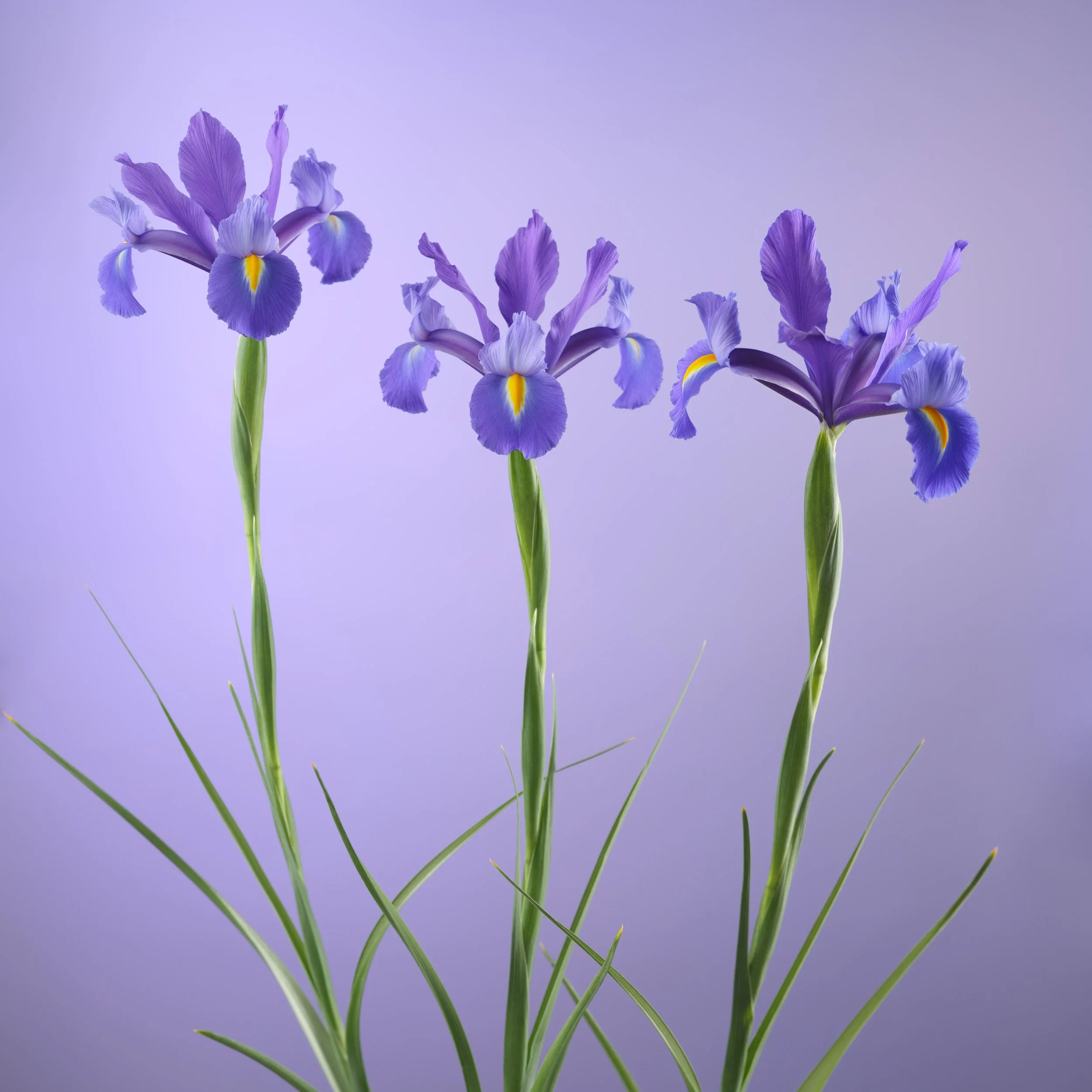 藝術攝影師趙湘瑋作品：三株紫色鳶尾花在淡紫色調中並列，呈現極簡且深邃的視覺韻律。此作品透過金屬照片載體，能更完美呈現其冷冽現代的特質。