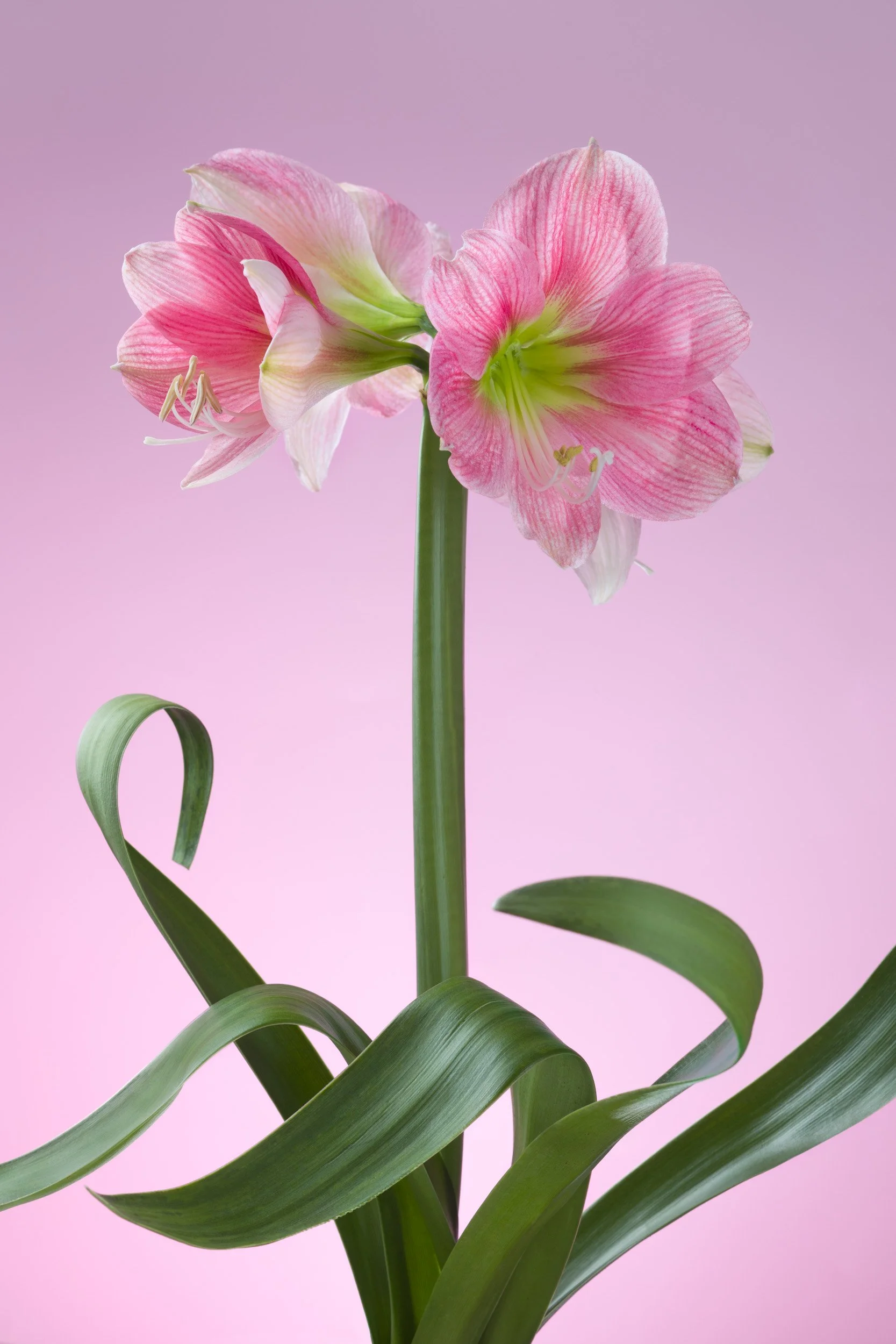 攝影藝術家趙湘瑋作品：粉嫩色調的孤挺花與捲曲綠葉，營造出通透且具有生命流動感的視覺空間，充分體現了金屬照片自帶光源般的視覺震撼。