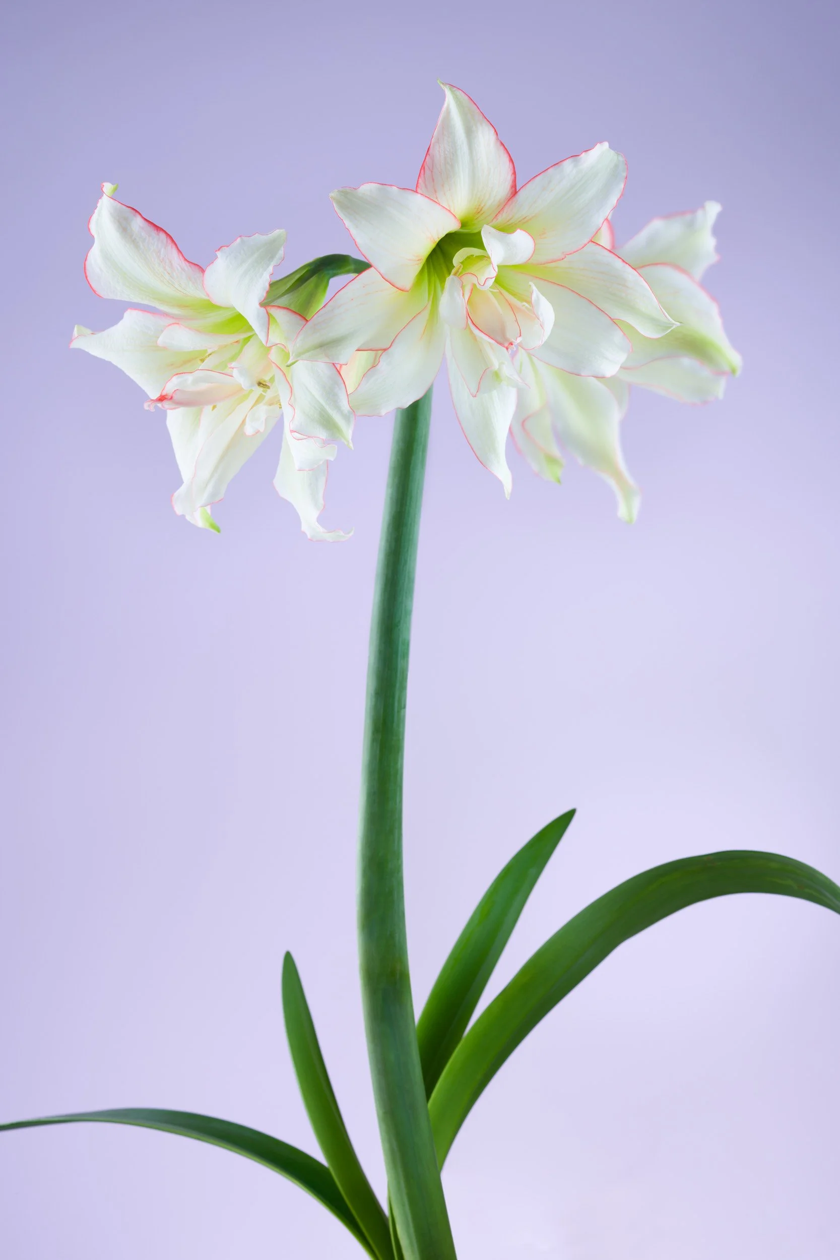 攝影師趙湘瑋作品：白花紅邊的孤挺花在淡紫色背景下優雅舒展，展現金屬照片特有的通透質感與豐富層次，適合當代空間的無框畫佈置。