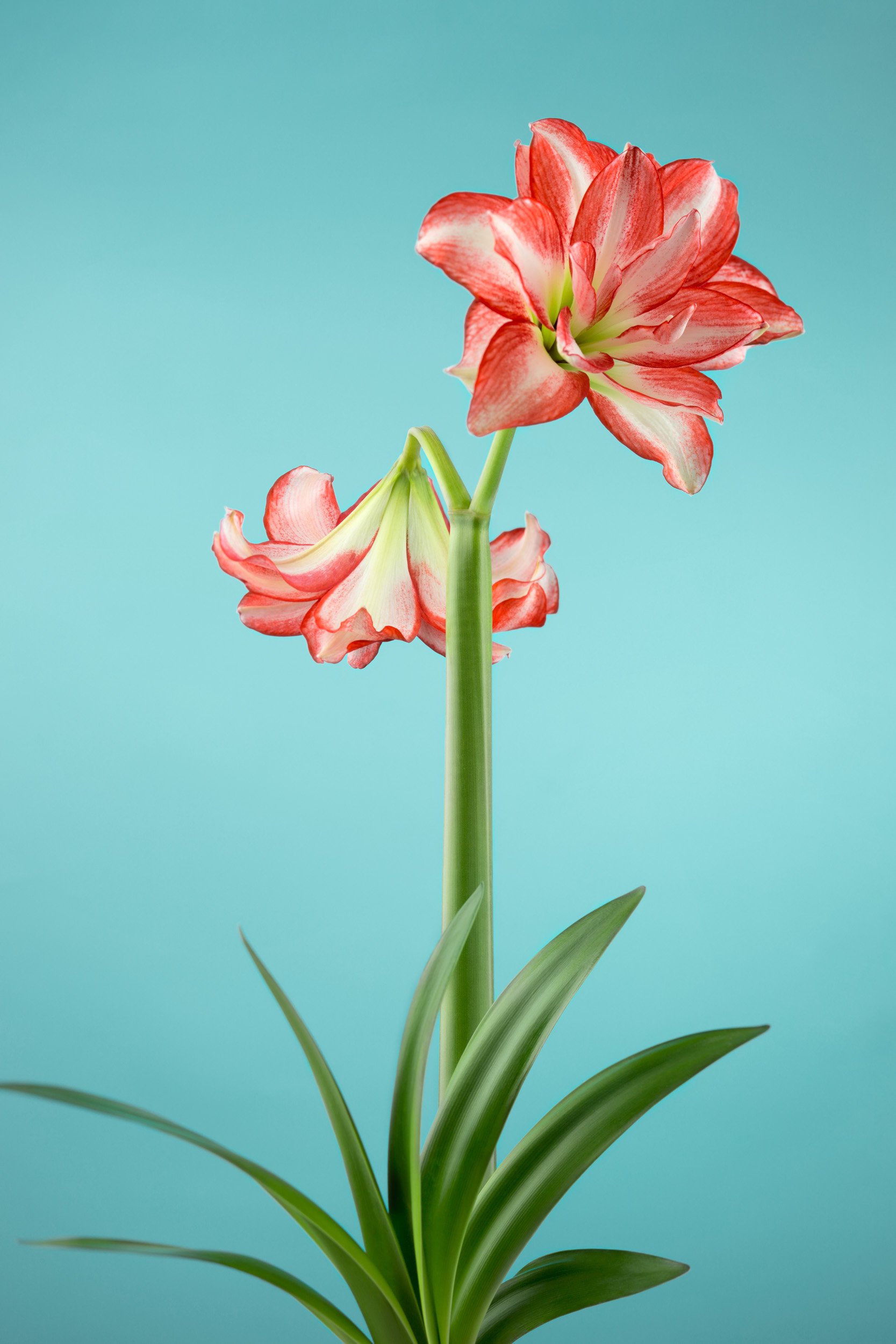 Claire Chao 植物肖像系列：紅白相間的孤挺花在土耳其藍背景下展現綻放與凋零的對比，捕捉光影交織下的真實肌理，是極具典藏價值的藝術攝影作品。