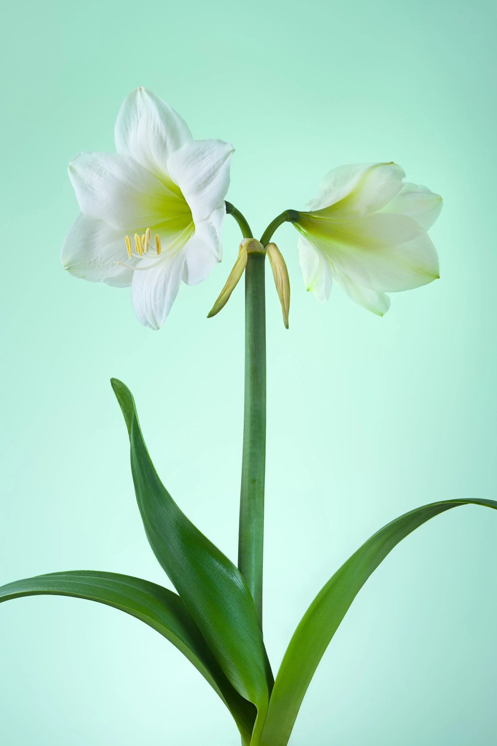 Claire Chao 藝術攝影：純白色孤挺花與翠綠背景的清爽對比，捕捉植物肖像中安靜而強大的內在力量，完美演繹了從數字到流光的視覺轉化。