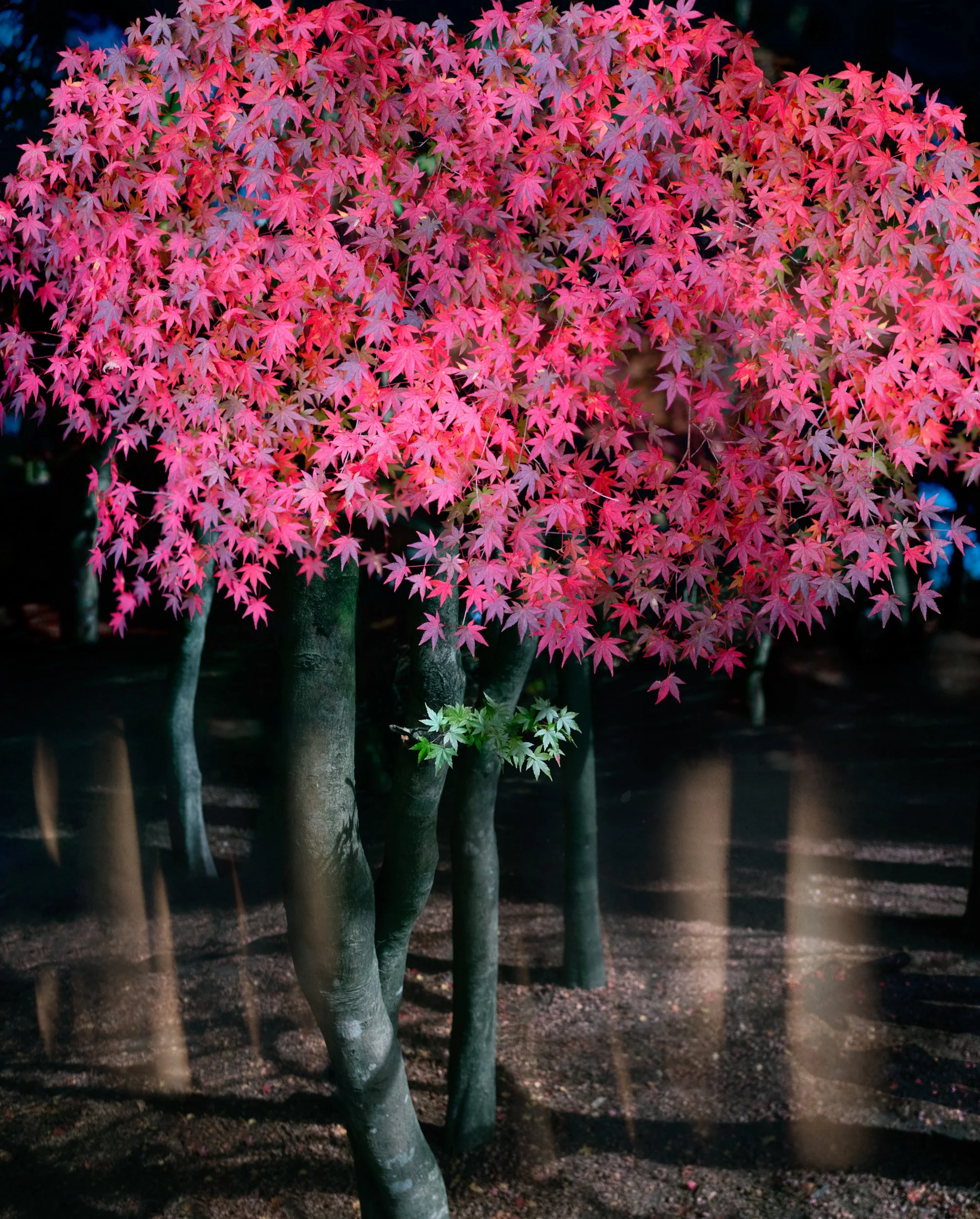 Maple's Splendor | 2025