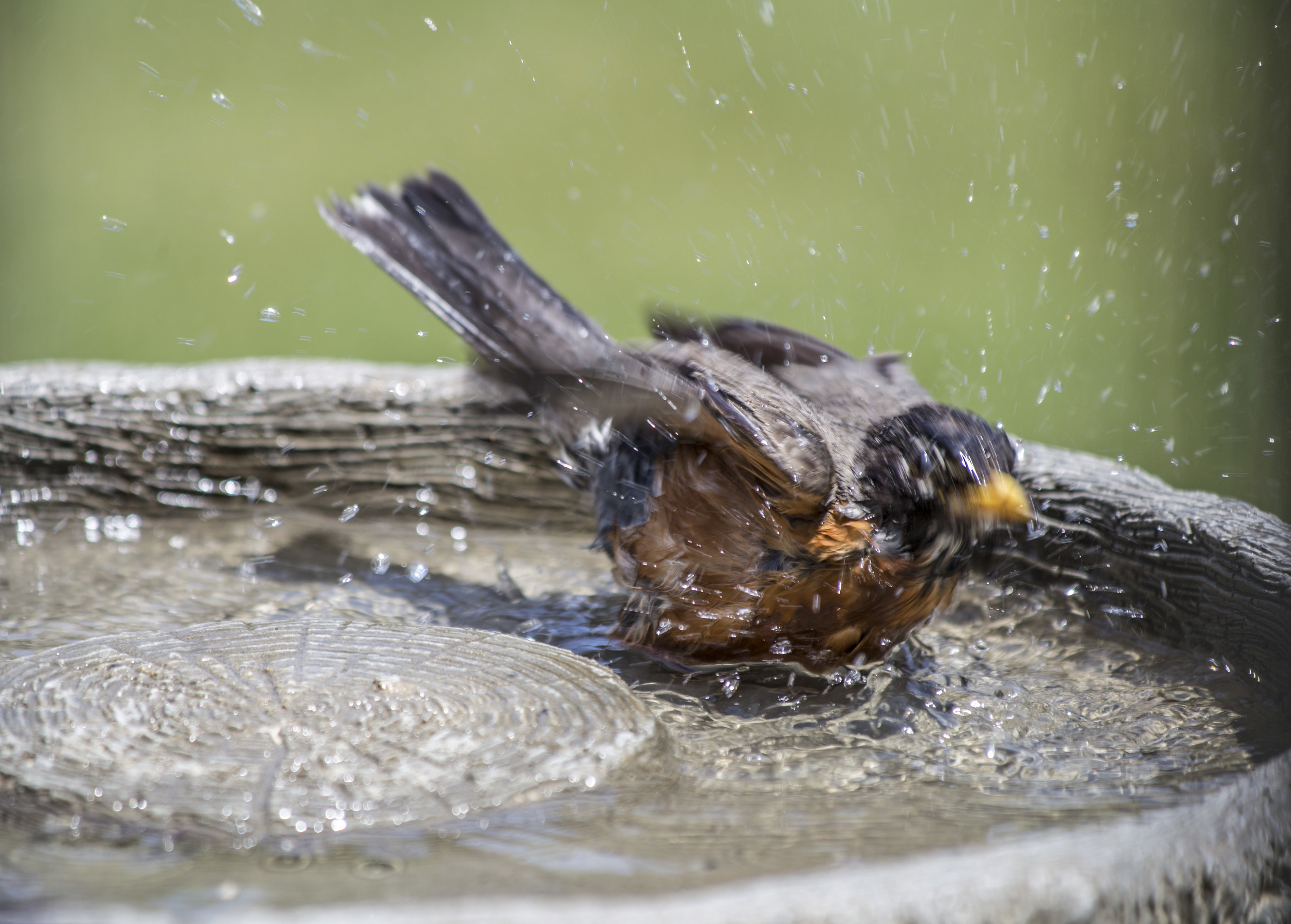 Splash.jpg