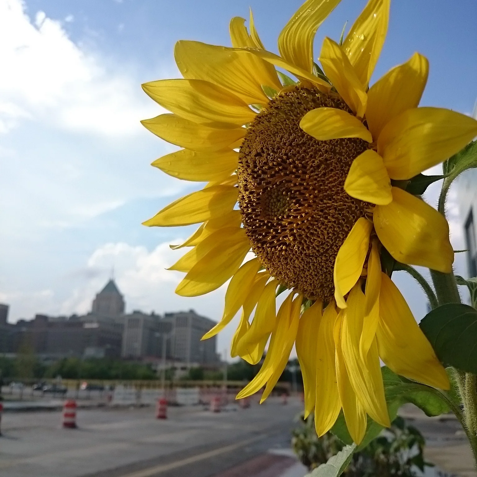 IMG_20150729_174855.jpg