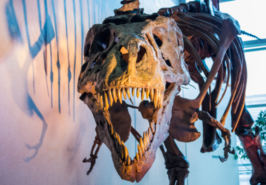 Dino.png