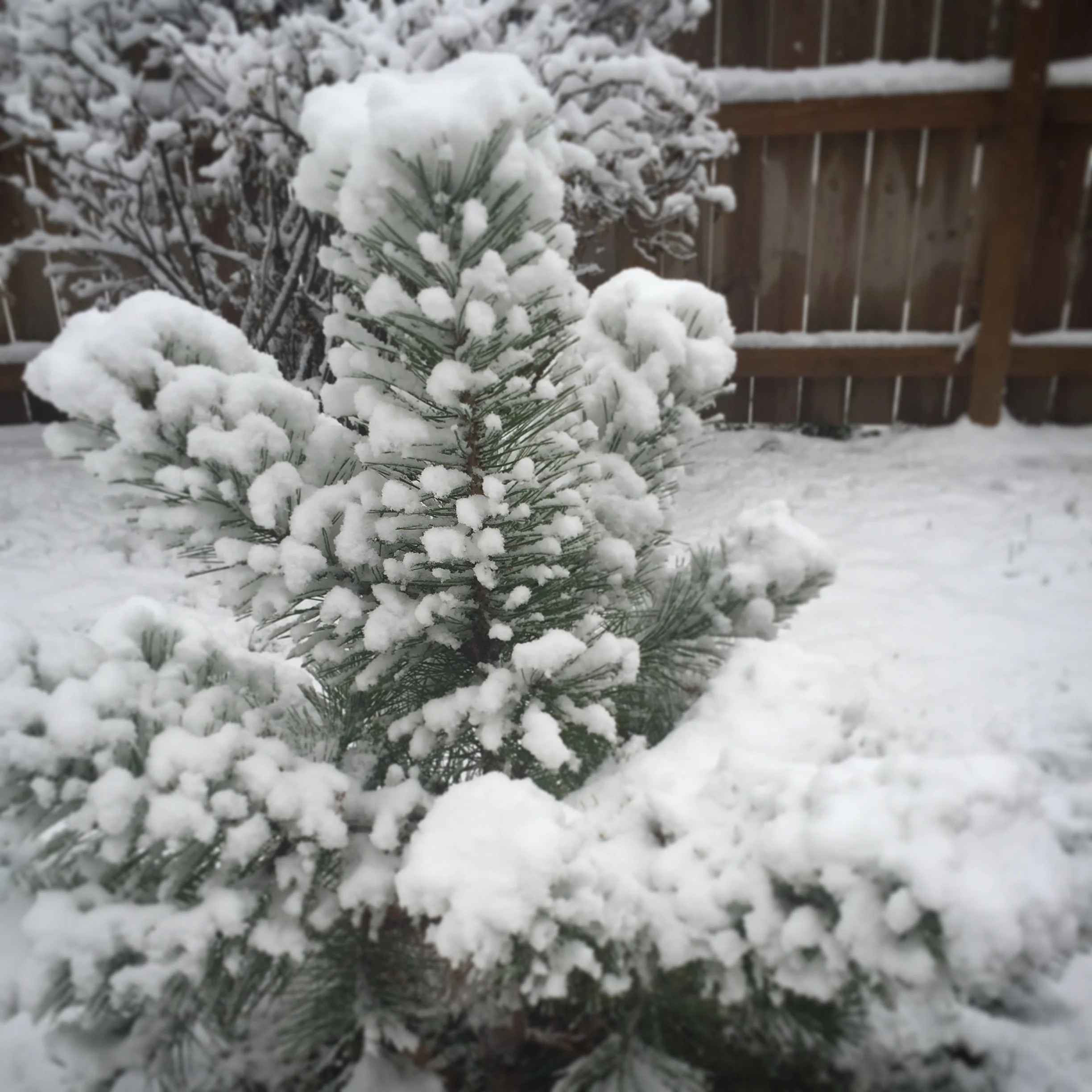 My yard on November 17th!