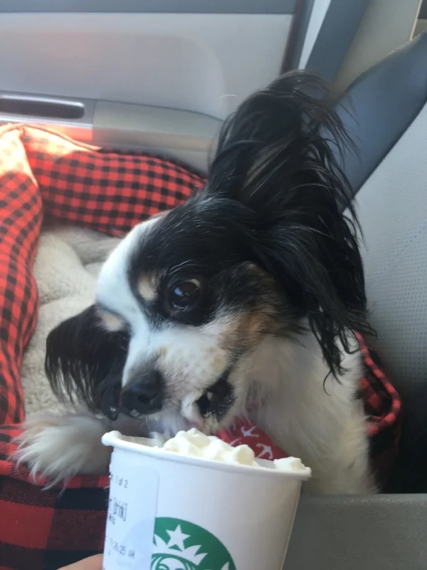 My friend Willie enjoys a Puppy Latte from Starbucks. Follow Willie's Insta-antics at @lilwilliestyle!