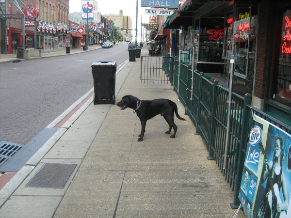 Max loved Beale Street in Memphis!