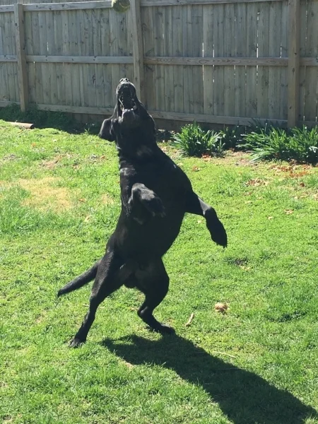 Max in 2016. Still chasing the tennis ball.
