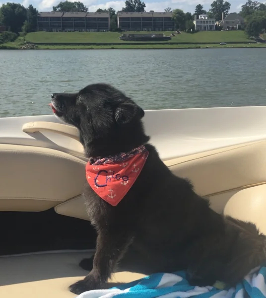 Chico enjoys the Ohio River. Follow Chico on the 'Gram .