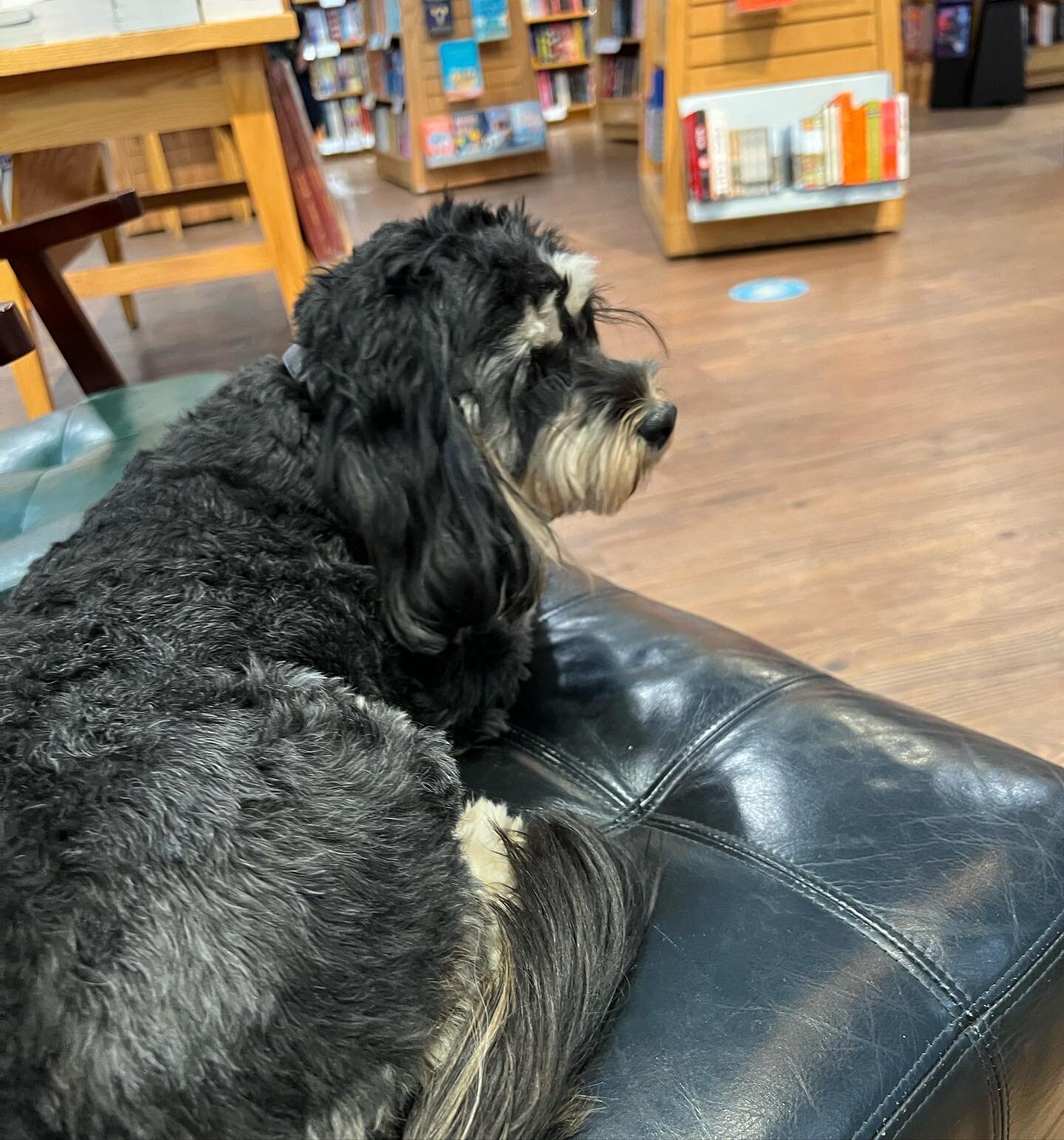 Is it heaven? Well, @parnassusbooks is pretty close. 
#bookstore #bookstoredog #parnassusbooks #bookstagram #booksanddogs