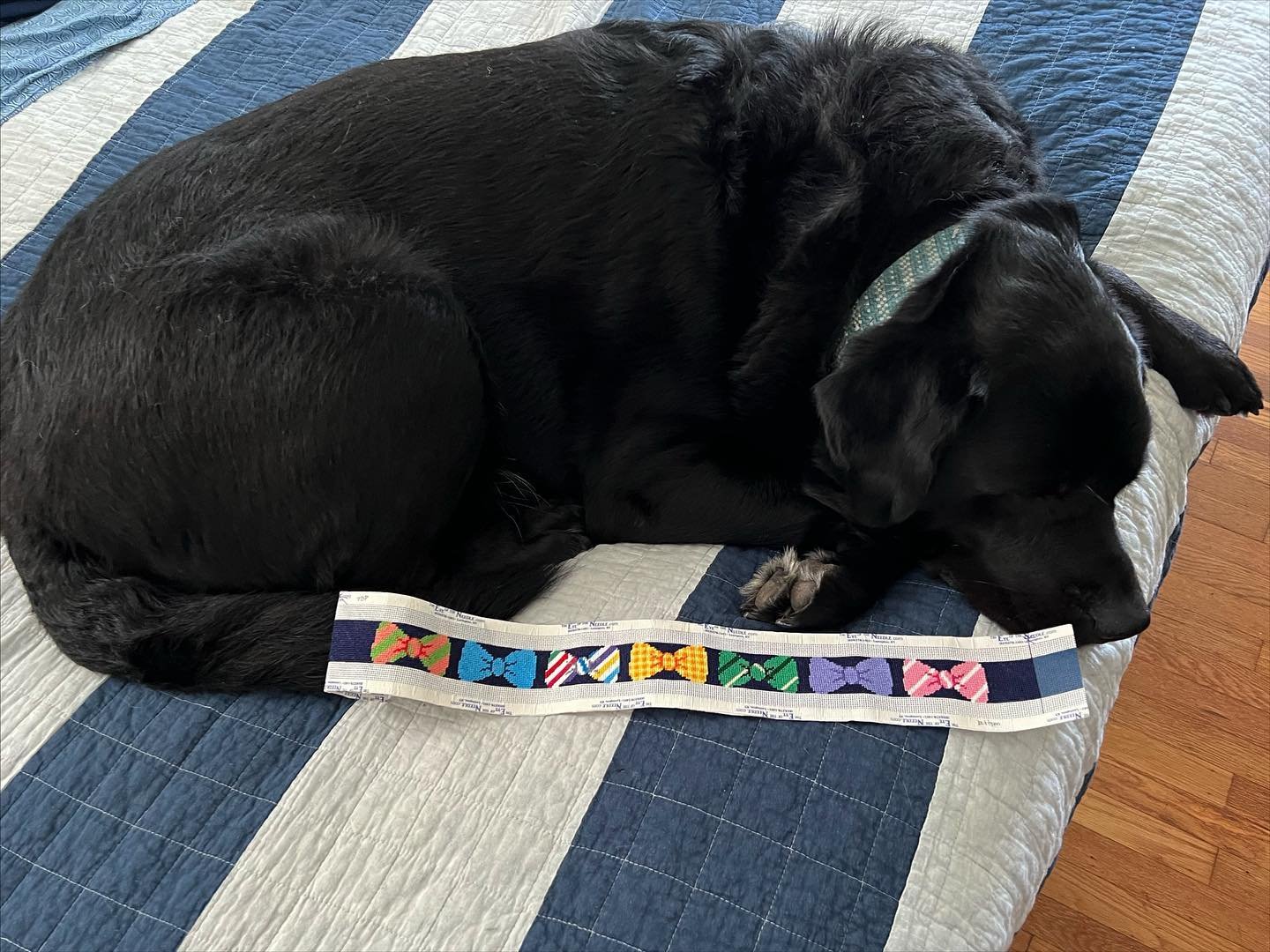 The cutest collar for the best boy. 
&mdash;&mdash;
#blacklab #ndlpt #needlepoint #needlepointersofinstagram