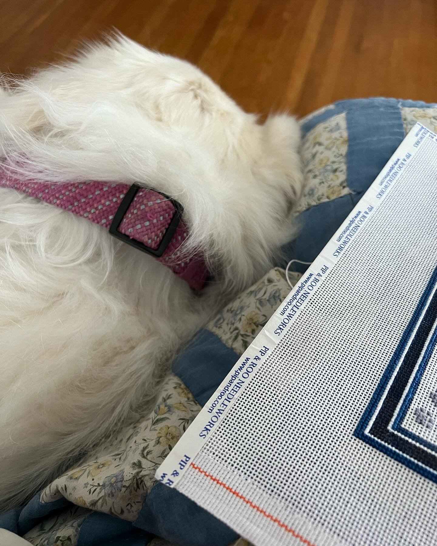 Needlepointing with my little lap dog. 😂
&mdash;&mdash;&mdash;
#needlepoint #ndlpt #greatpyrenees