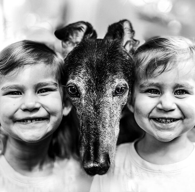 Kessler dog love 🖤
.
.
.
#bnwphotography #bnw_greatshots #bnw_littles #themonochromaticlens #greyhoundsofinstagram #greyhound