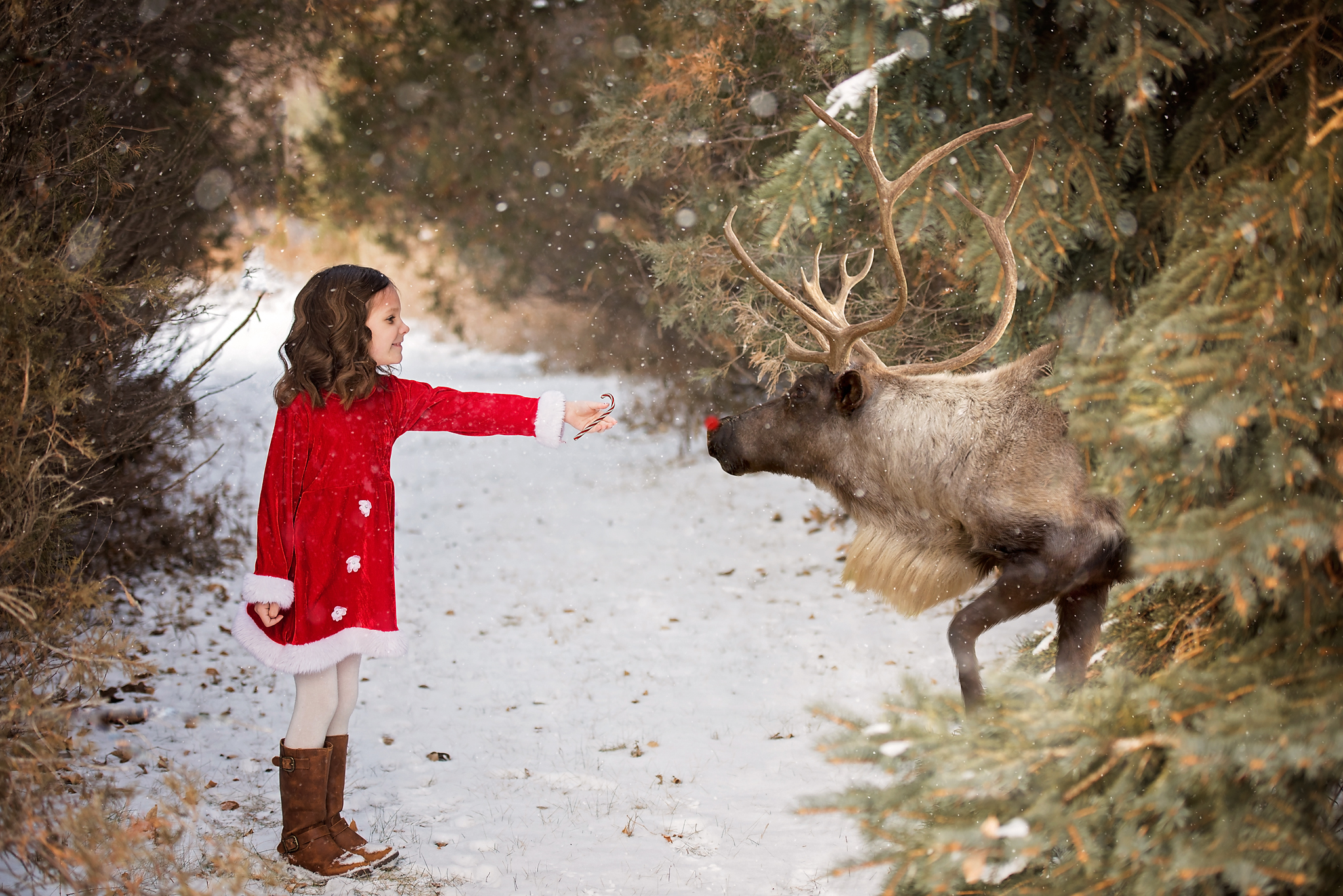 Roslyn reindeer fb.jpg